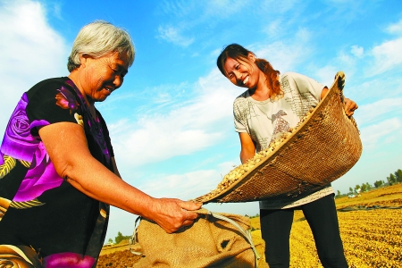 8月24日，內(nèi)黃縣城關(guān)鎮(zhèn)農(nóng)民在收獲早熟花生。