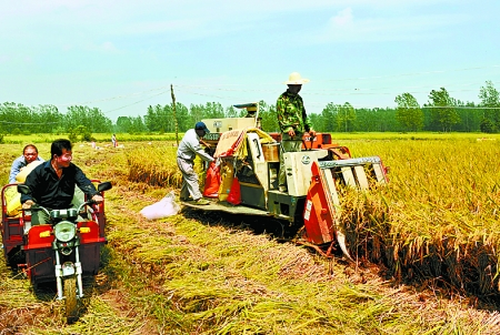 8月25日，農(nóng)機(jī)手在固始縣泉河鄉(xiāng)王樓村稻田里開始機(jī)收水稻。