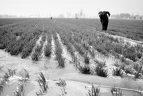 3月25日，濮陽(yáng)縣郎中鄉(xiāng)大趙寨村農(nóng)民在為小麥澆水。連日來(lái)，濮陽(yáng)縣廣大農(nóng)民不誤農(nóng)時(shí)，及時(shí)為麥田施肥、澆