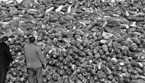 綠油油的冬瓜堆積如山。