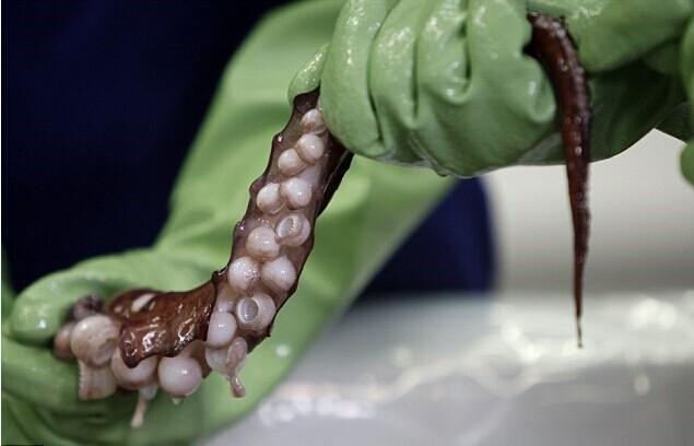 南極驚現(xiàn)350公斤巨型魷魚(yú) 南極驚現(xiàn)350公斤巨型魷魚(yú)