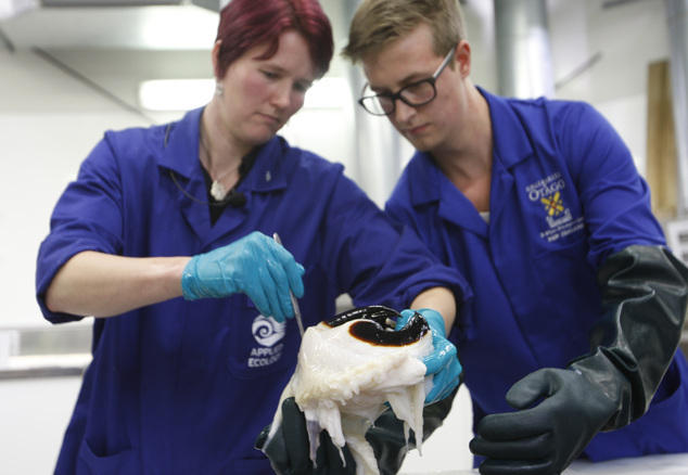 南極驚現(xiàn)350公斤巨型魷魚(yú) 南極驚現(xiàn)350公斤巨型魷魚(yú)