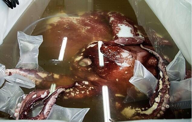 南極驚現(xiàn)350公斤巨型魷魚(yú) 南極驚現(xiàn)350公斤巨型魷魚(yú)