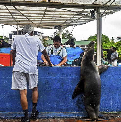 海獅變魚攤?？?排隊(duì)“購(gòu)買”金槍魚