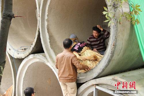 妻雙十一敗家 男子抱稻草人夜宿涵洞 妻雙十一敗家 男子抱稻草人夜宿涵洞