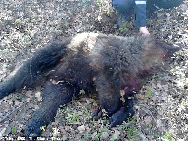 女子被熊襲擊后活埋 女子被熊襲擊后活埋