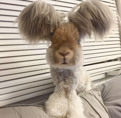 美國(guó)小兔可愛(ài)招風(fēng)耳走紅網(wǎng)絡(luò) 美國(guó)小兔可愛(ài)招風(fēng)耳走紅網(wǎng)絡(luò)