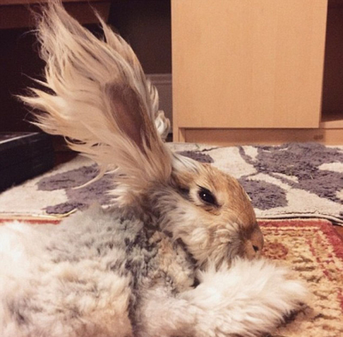 美國(guó)小兔可愛(ài)招風(fēng)耳走紅網(wǎng)絡(luò) 美國(guó)小兔可愛(ài)招風(fēng)耳走紅網(wǎng)絡(luò)