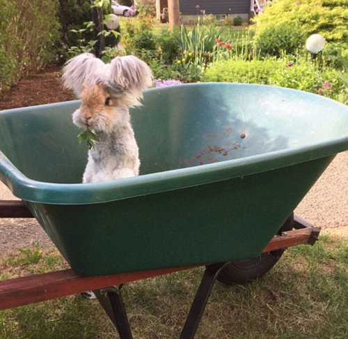 美國(guó)小兔可愛(ài)招風(fēng)耳走紅網(wǎng)絡(luò) 美國(guó)小兔可愛(ài)招風(fēng)耳走紅網(wǎng)絡(luò)