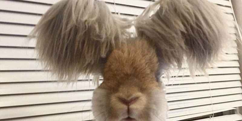 美國(guó)小兔可愛(ài)招風(fēng)耳走紅網(wǎng)絡(luò) 美國(guó)小兔可愛(ài)招風(fēng)耳走紅網(wǎng)絡(luò)