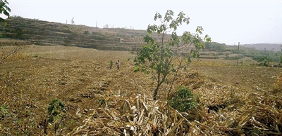 因干旱，農(nóng)田閑置尚未播種小麥