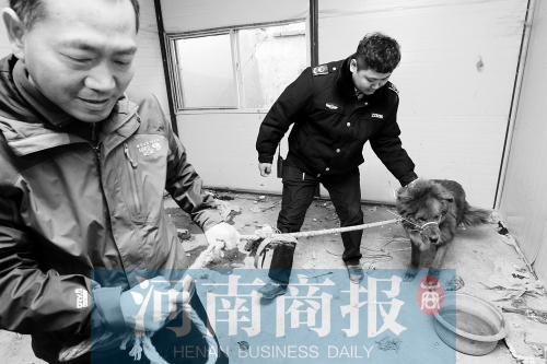 麻藥起作用后，這只藏獒被執(zhí)法人員控制