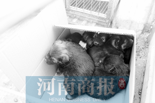 一家只能養(yǎng)一只狗，多余的被暫扣