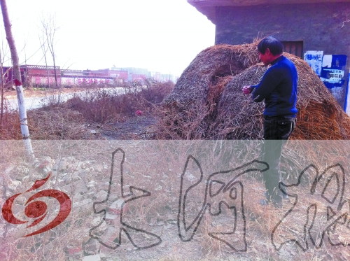 張哥、張弟就是在這兒撿到的投毒面包。