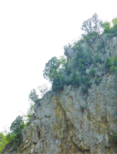 南太行山崖長的只是側(cè)柏,不是崖柏。