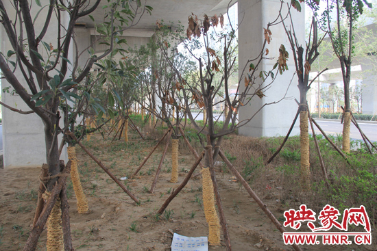 北三環(huán)經(jīng)三路橋下種的樹(shù)木有的葉子已經(jīng)干枯。