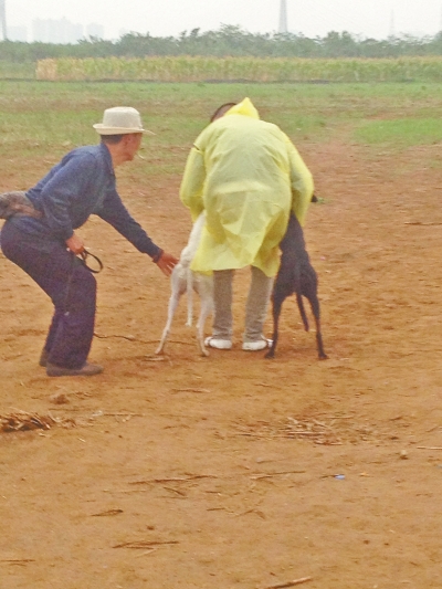 上場(chǎng)前，狗主人進(jìn)場(chǎng)撫摸自己的愛(ài)犬，給它打氣加油。