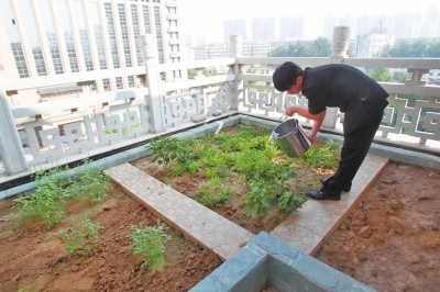 鄭州某酒店在樓頂打造的菜園子，服務(wù)員正在澆水。