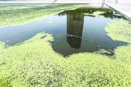 幾近干涸、臭氣熏天、長(zhǎng)滿水草的東風(fēng)渠，已不見往日容顏　 記者 侯建勛/攝