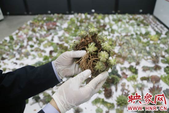 這些被截獲的多肉植物郵件面單上的品名大多申報為“禮物”、“衣服”等，屬于瞞報行為。