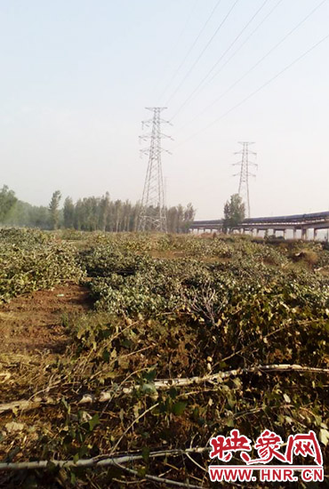 高壓線從樹上方經過