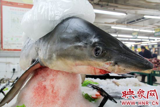 這條鯊魚長約1.5米，寬約0.5米，上身被碎冰覆蓋，保存較完整。