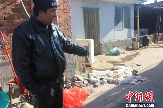 圖為家禽收購(gòu)點(diǎn)的陳姓工作人員介紹，是這些愛狗人士的封堵讓這些兔子無(wú)辜死去?！●R義恒　攝