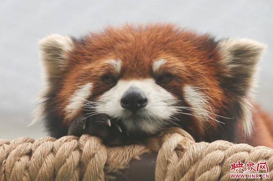 小熊貓?jiān)谑澜绺鲃?dòng)物園中是相當(dāng)受歡迎的動(dòng)物。