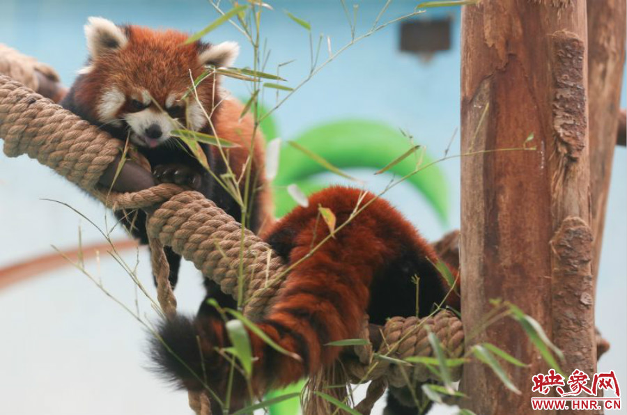 憨態(tài)可掬的小熊貓備受小朋友們的喜愛(ài)。