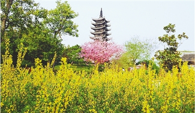 綠博園盛開(kāi)的鮮花“期待”和市民“約會(huì)”。