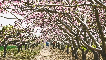 　郊外花海惹人醉。