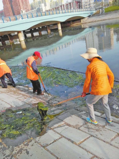每天出動(dòng)六十人次進(jìn)行打撈，也難以遏制綠藻蔓延。