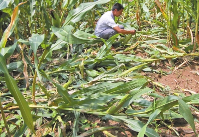 甕峪村一莊稼地，被野豬糟蹋的玉米。