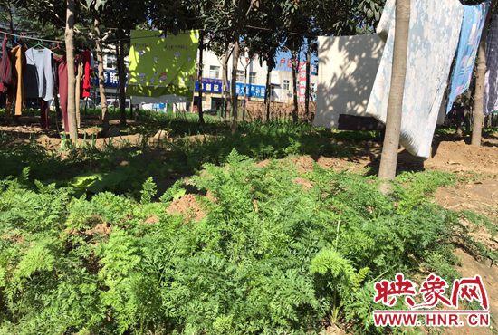 西四環(huán)中原路交叉口，大片生態(tài)廊道被毀，變成私家菜園。