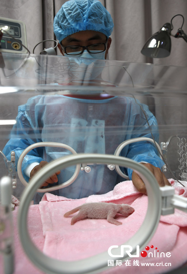 2013年7月11日，成都大熊貓繁育研究基地月亮產(chǎn)房，工作人員在照顧新生大熊貓寶寶。