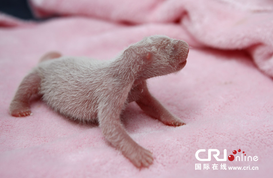 2013年7月11日，成都大熊貓繁育研究基地月亮產(chǎn)房，新生大熊貓寶寶在育嬰箱里憨態(tài)可掬。