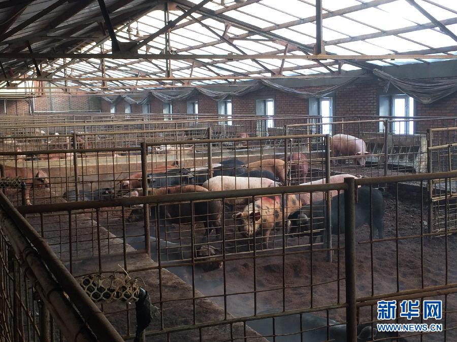 穗豐園里的豬舍（2013年12月8日攝）。新華社記者 程子龍 攝
