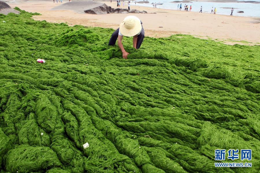 6月10日，山東日照市萬平口景區(qū)管理部門組織工作人員在清理海灘上的滸苔。