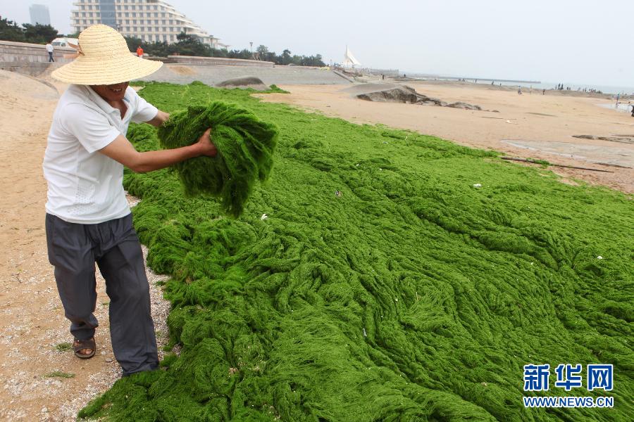 6月10日，山東日照市萬平口景區(qū)管理部門組織工作人員在清理海灘上的滸苔。