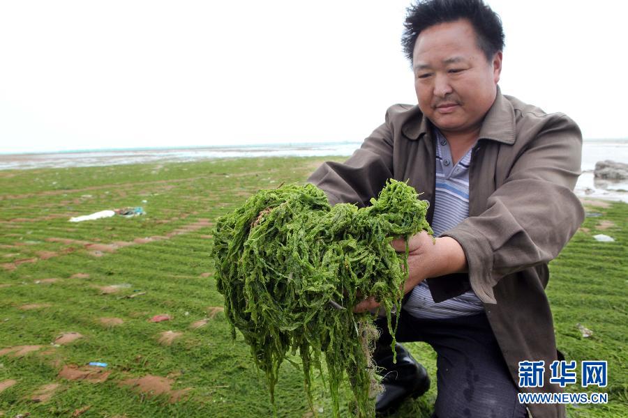 6月10日，在江蘇省連云港市贛榆縣海州灣旅游度假區(qū)，一名漁民在展示清理的滸苔。