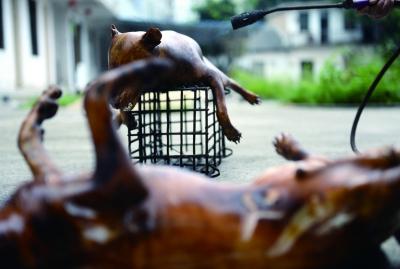 今天上午，玉林很多餐館為即將到來的狗肉節(jié)備貨，圖為餐館后廚正在加工狗肉 記者 劉暢 攝