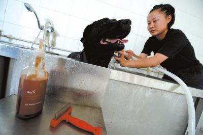 天熱時(shí),搜油犬會(huì)天天洗澡。