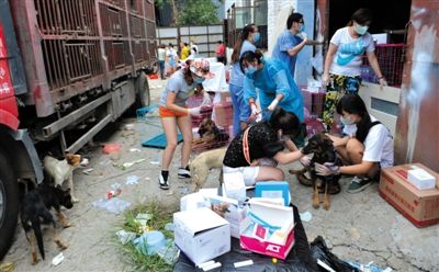 昨日下午,志愿者對(duì)攔截下來的狗逐一檢查,分類進(jìn)行管理。