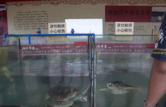 三亞放生海龜最高價(jià)5萬(wàn)元 景區(qū)稱不會(huì)抓回再賣(mài)