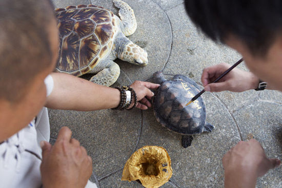 三亞放生海龜最高價(jià)5萬(wàn)元 景區(qū)稱不會(huì)抓回再賣(mài)