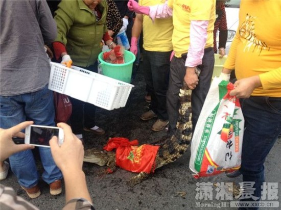 鱷魚被車主抓到。