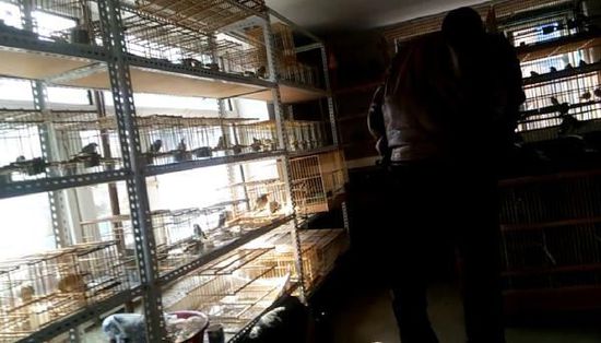 哈爾濱市雙城區(qū)集市上，一家沒有招牌的平房里擺滿了各種野鳥等待出售。