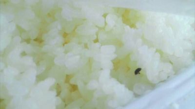 陸先生在高鐵上購買的“梅菜扣肉套餐”盒飯。盒飯中的米飯上有芝麻狀的黑色小蟲。