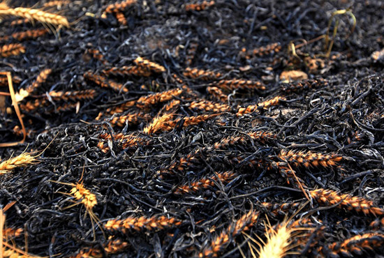 火被撲滅后的麥田。