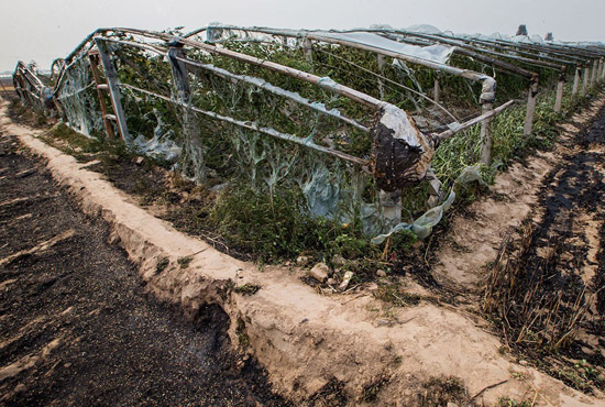 內(nèi)黃縣梁莊鎮(zhèn)南前桐村被燒壞的蔬菜大棚。